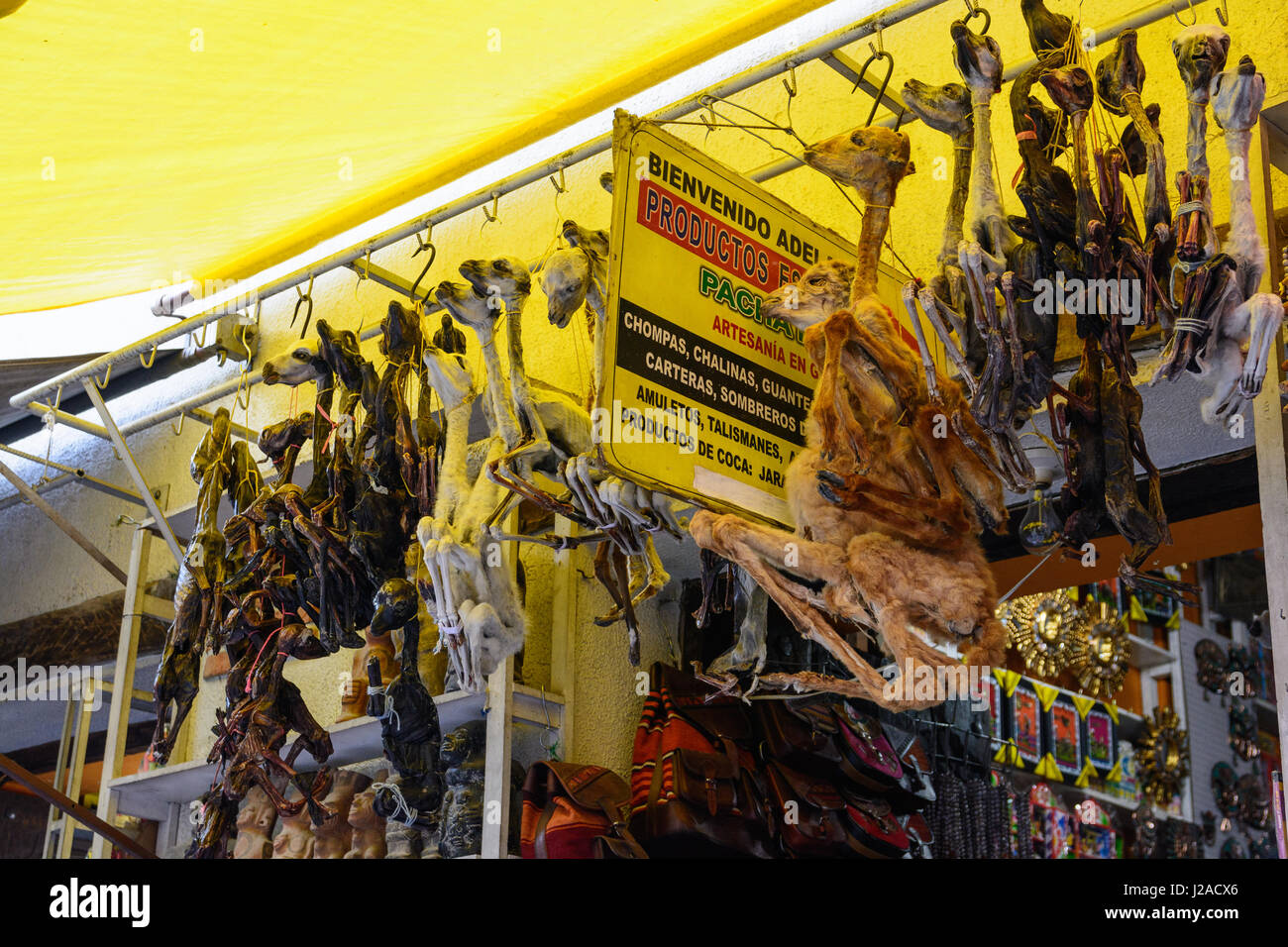Bolivia, Departamento de La Paz, La Paz, Lamafutes mummificato come un indovino Foto Stock