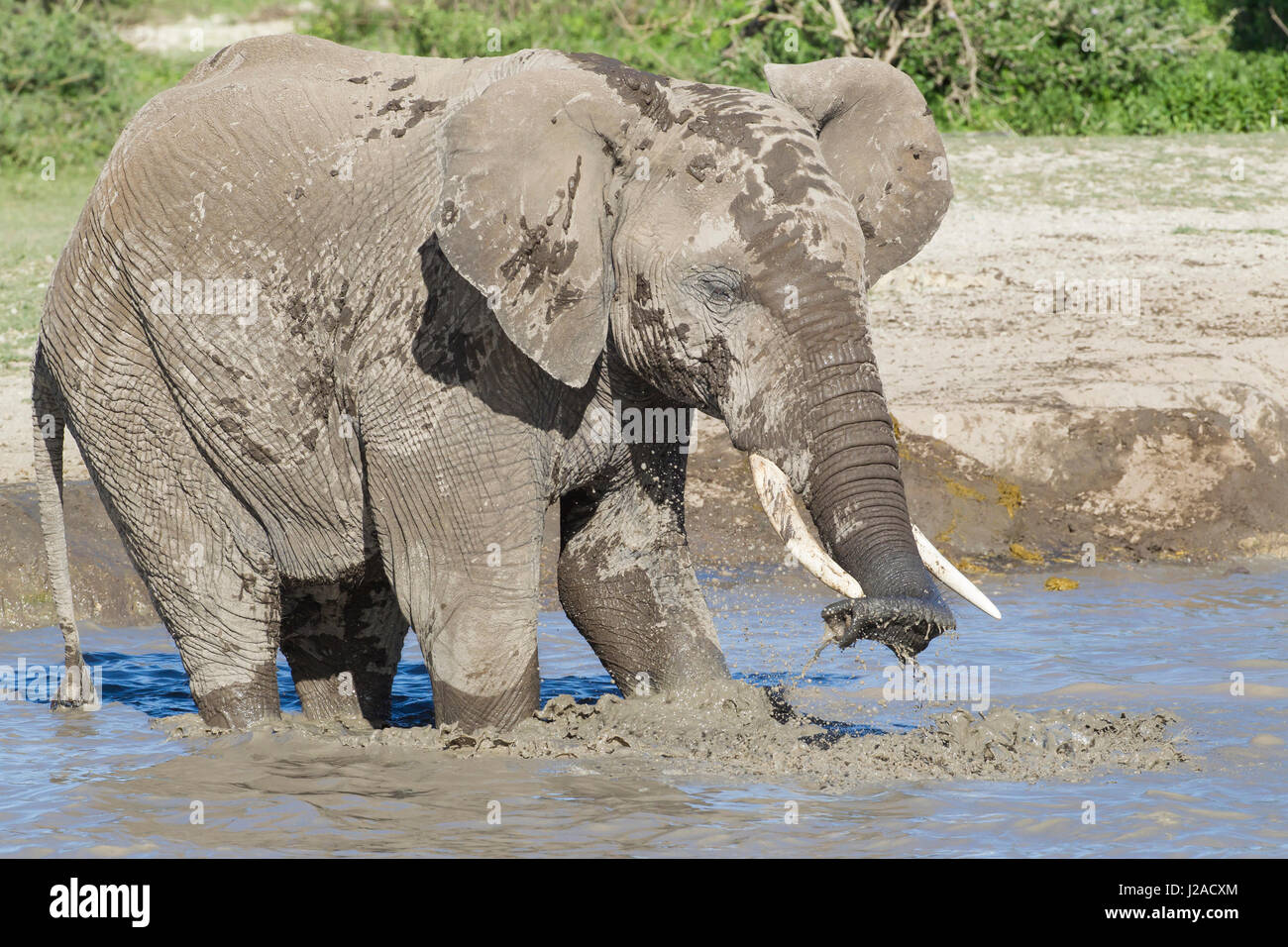 Un singolo elephant sorge nella piscina di acqua rendendo gli schizzi durante lavori di soffiaggio della acqua dal suo tronco. Vista di profilo, Close-up, Ngorongoro Conservation Area, Tanzania Foto Stock
