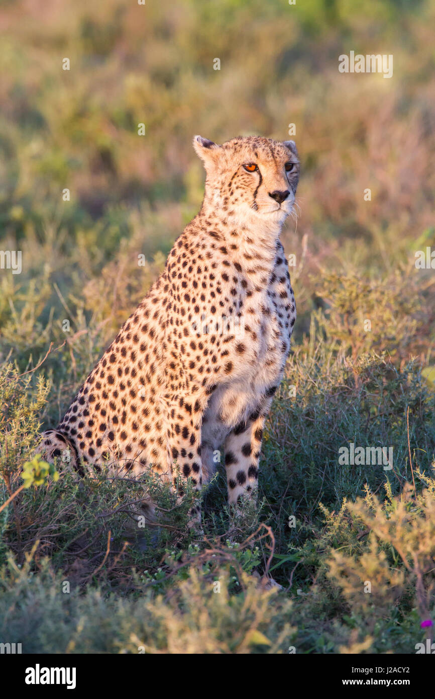 Un maschio singolo Cheetah sedute in erba, illuminati dalla calda mattina presto sun, rivolta verso la telecamera, Ngorongoro Conservation Area, Tanzania Foto Stock