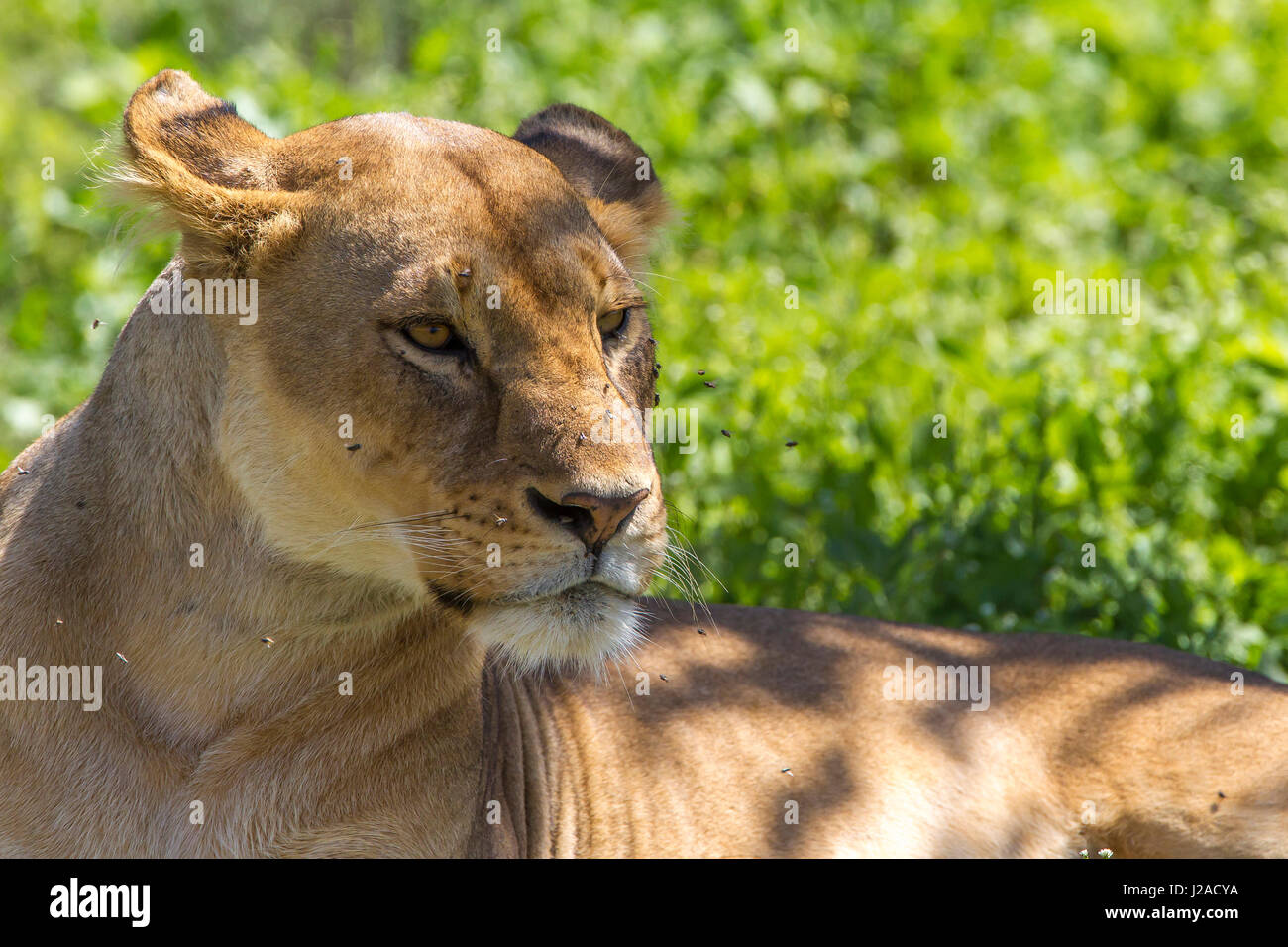 Leone femmina consiste nel raffreddare l'erba, mosche che ronzavano in e sul suo viso, Ngorongoro Conservation Area, Tanzania Foto Stock