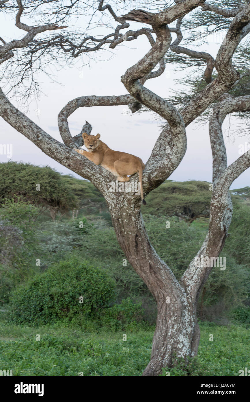Leone femmina si trova rannicchiato nel giunto di un nodose acacia nella giungla, in serata, vista di profilo, faccia guardare fotocamera, Ngorongoro Conservation Area, Tanzania Foto Stock