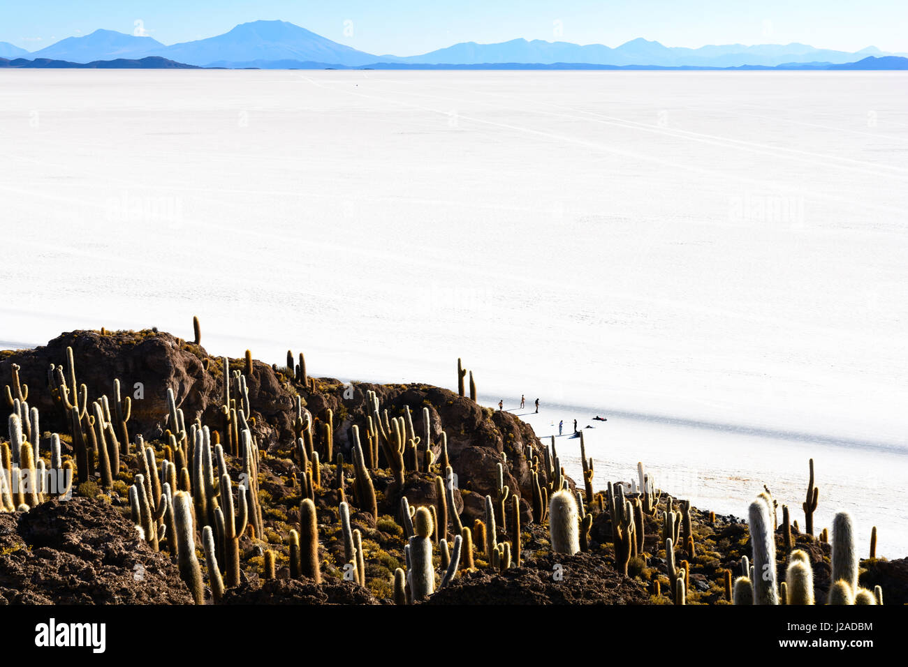 Bolivia, Departamento de Potosí, Uyuni, Isla Incahuasi. Il Cacti sull'isola in sale sono fino a 1000 anni Foto Stock