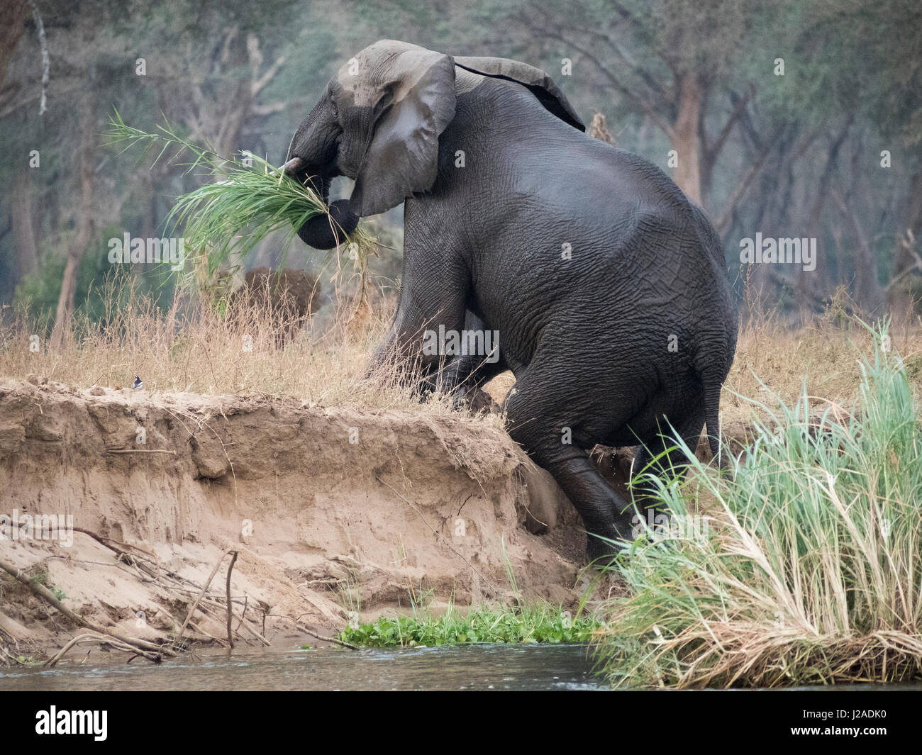 Africa Zambia. Elephant esce dal fiume con erba. Credito come: Bill giovani Jaynes / Galleria / DanitaDelimont.com Foto Stock
