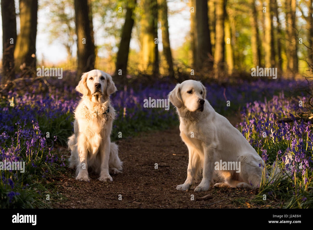 Tramonto cade su due Golden Retrievers in legno Dockey sul Ashridge Estate. Foto Stock