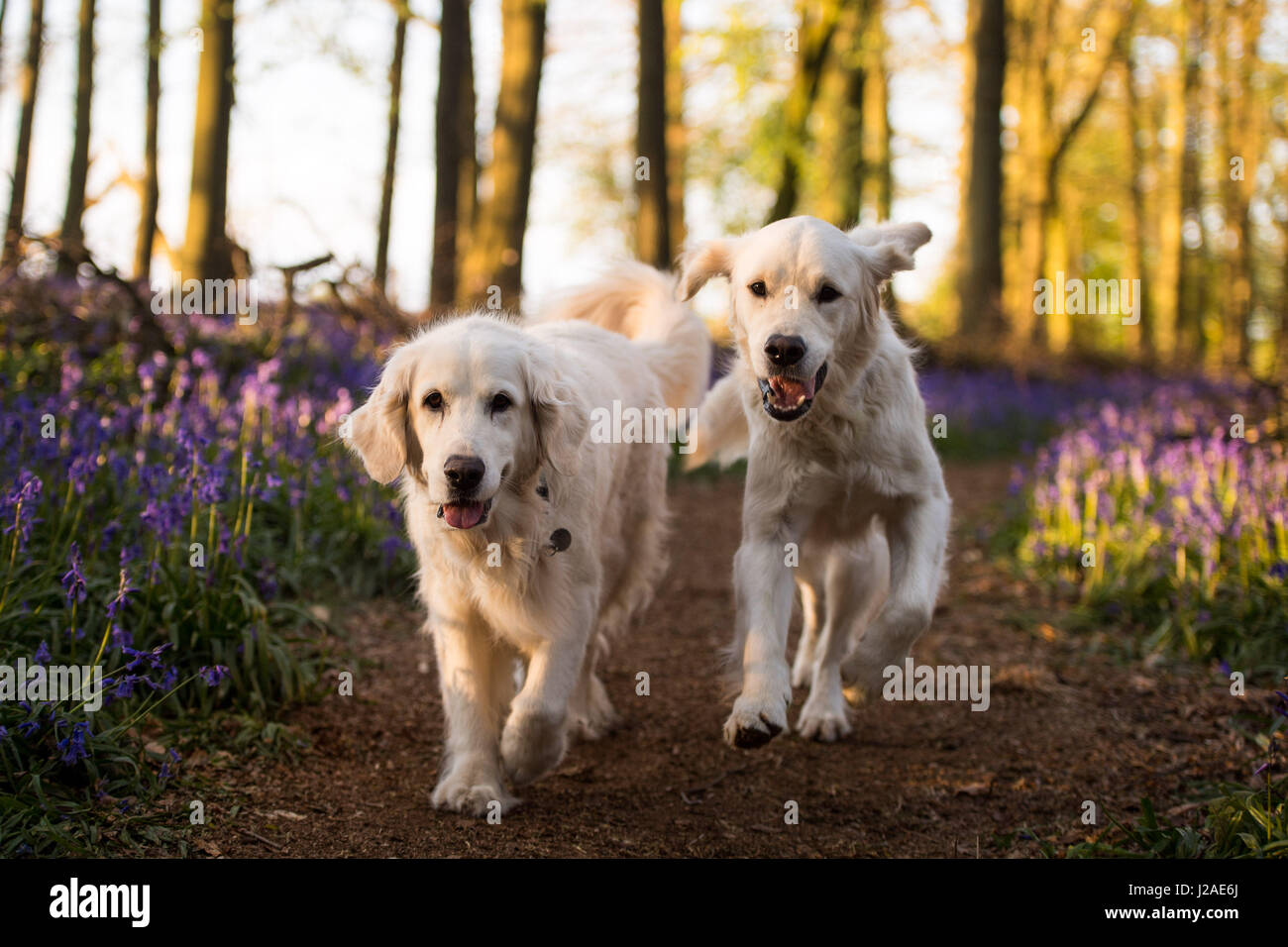 Due golden retriever esegui come tramonto cade sul legno Dockey sul Ashridge Estate. Foto Stock