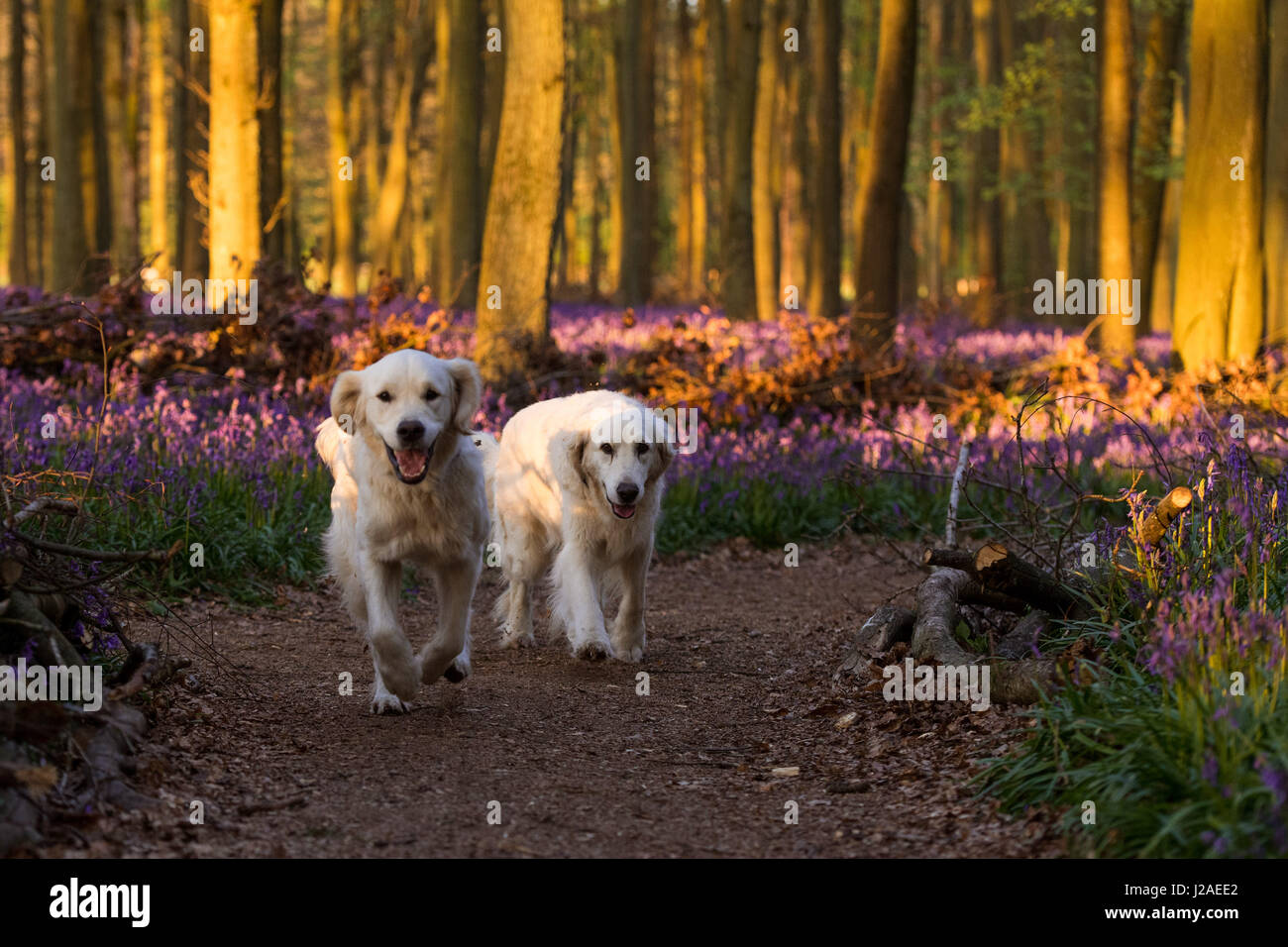 Due Golden Retrievers in legno Dockey bluebells al tramonto - Ashridge Estate, Hertfordshire Foto Stock