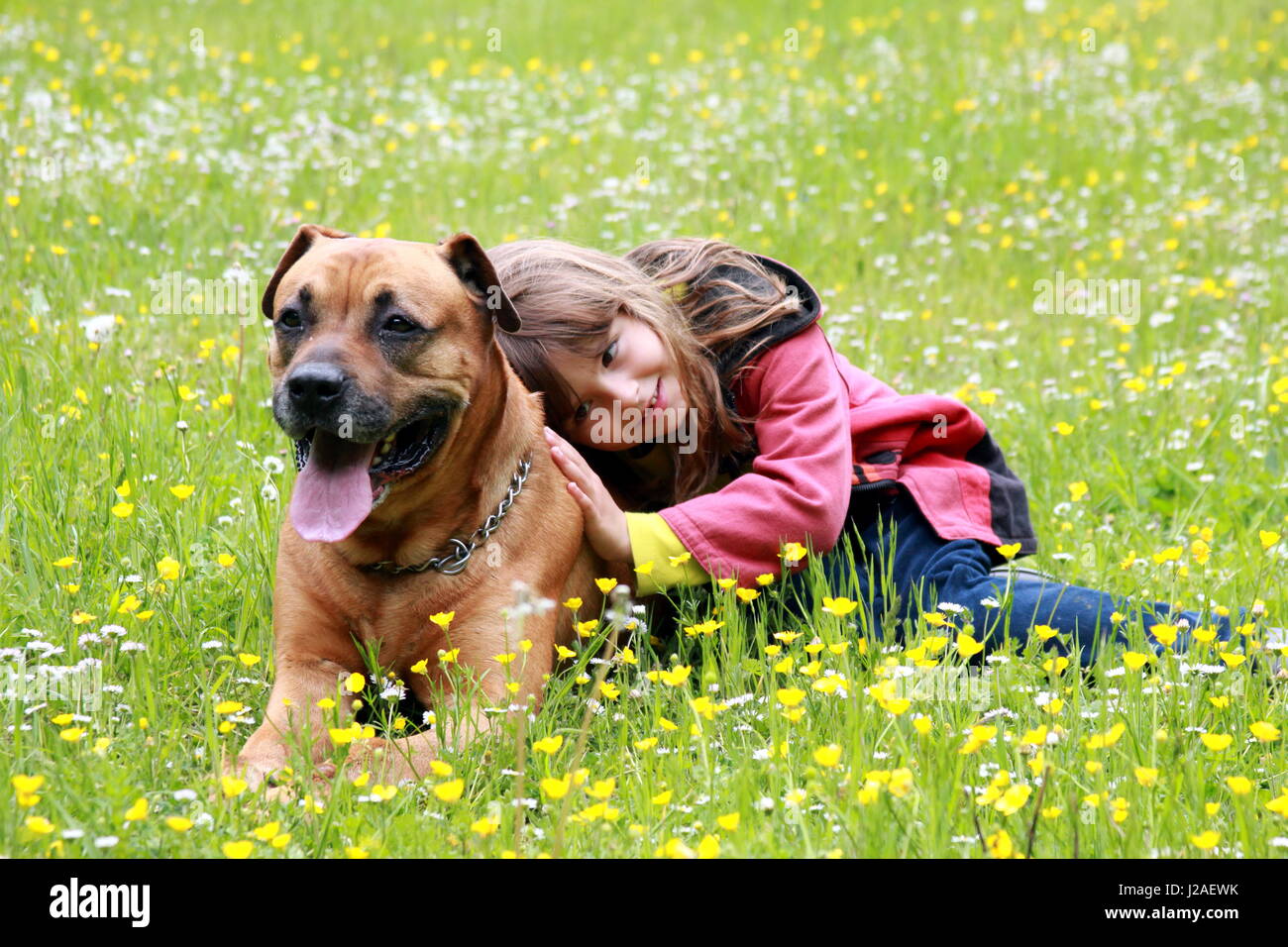 Bambini che giocano con il cane Foto Stock