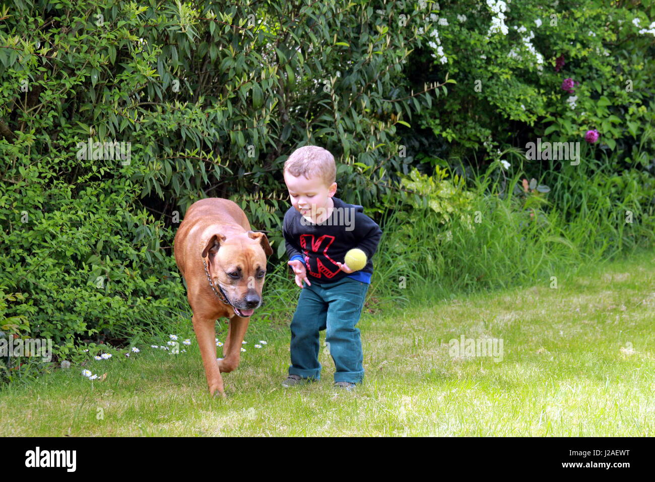 Bambini che giocano con il cane Foto Stock