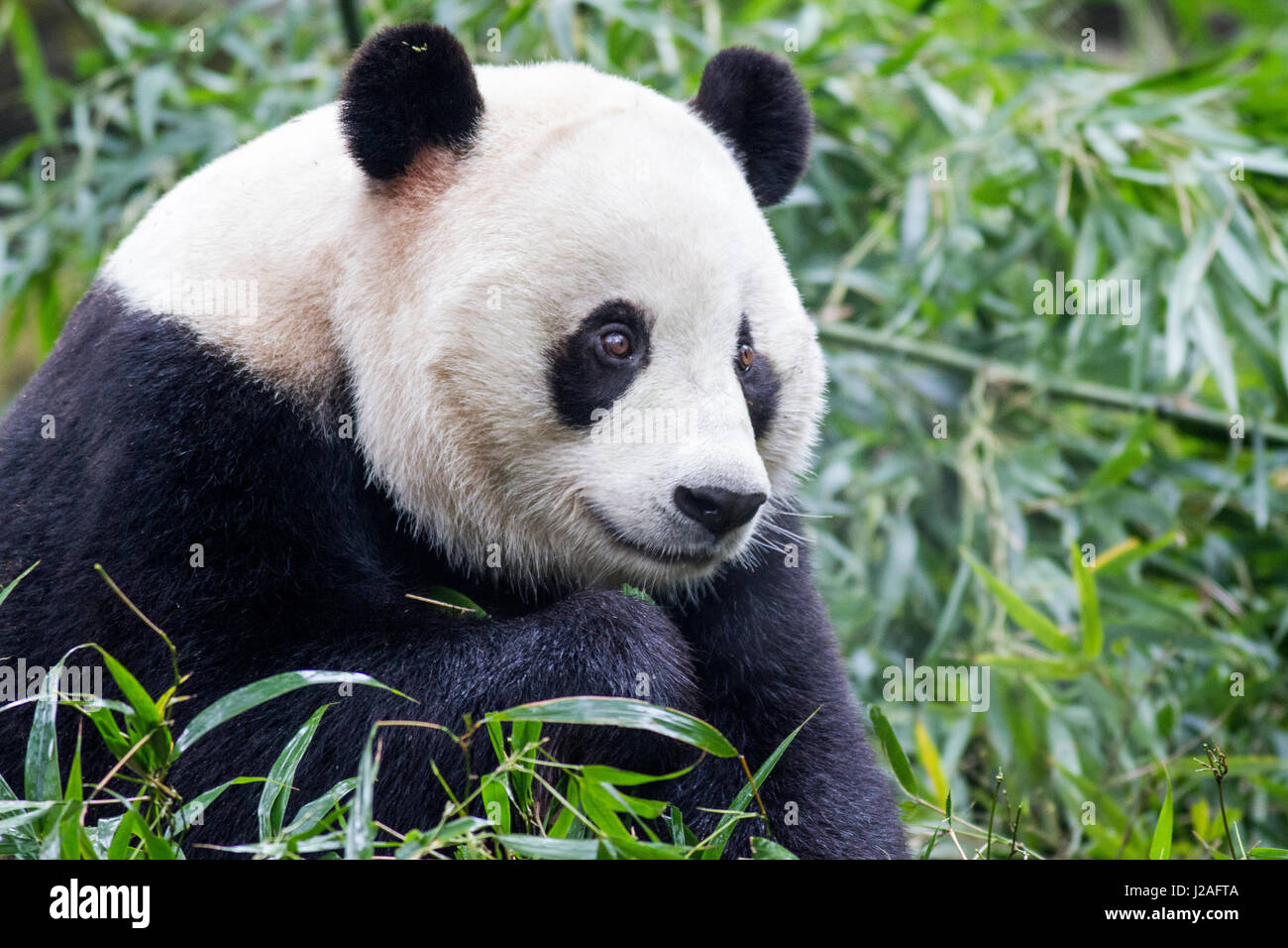 La Cina, nella provincia di Sichuan, Chengdu, gigantesco orso panda (Ailuropoda melanoleuca) mangiare germogli di bambù a Chengdu Research Base del Panda Gigante Allevamento Foto Stock