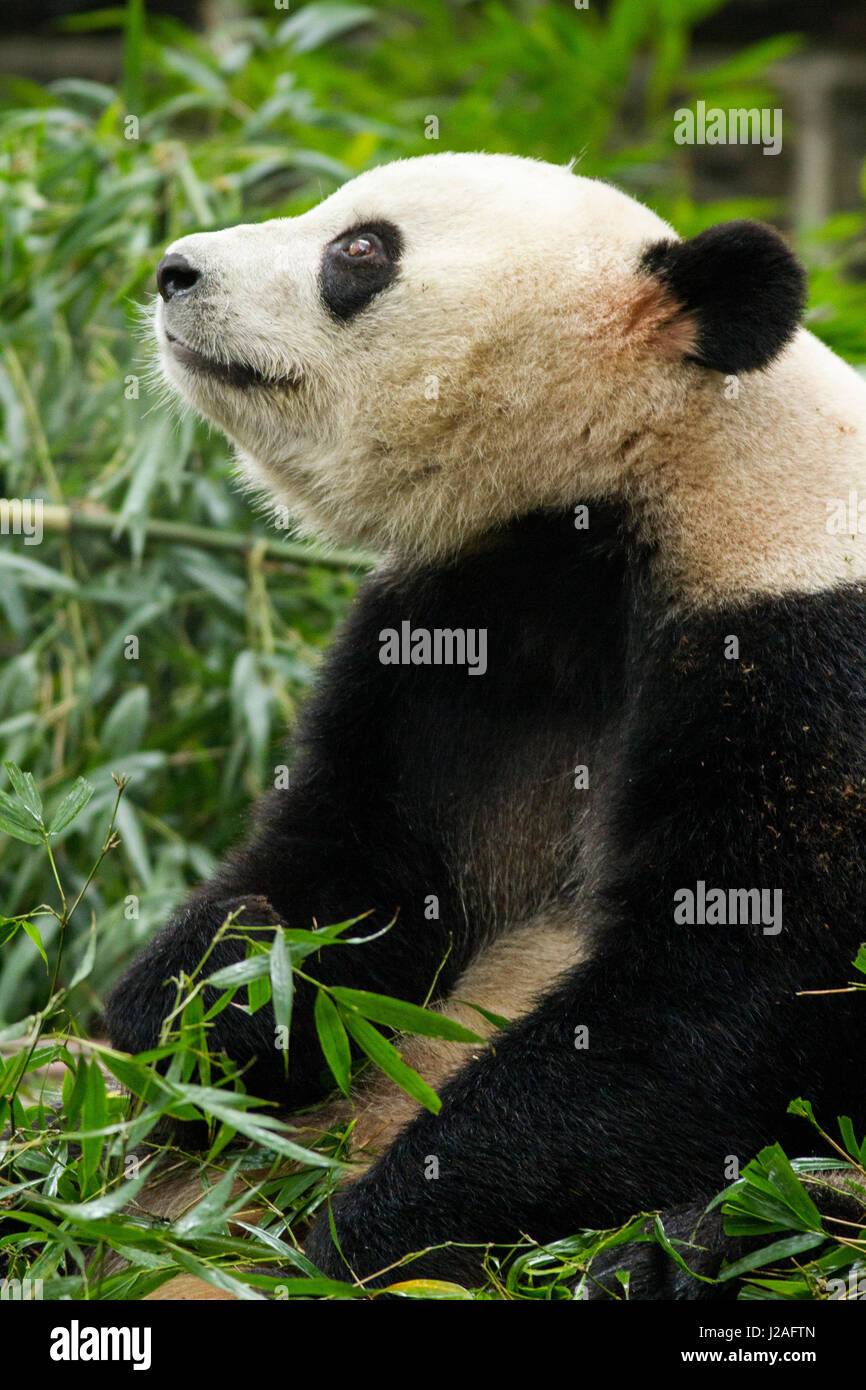 La Cina, nella provincia di Sichuan, Chengdu, gigantesco orso panda (Ailuropoda melanoleuca) mangiare germogli di bambù a Chengdu Research Base del Panda Gigante Allevamento Foto Stock
