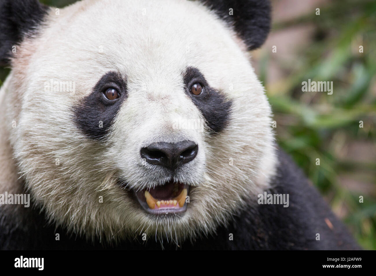 La Cina, nella provincia di Sichuan, Chengdu, gigantesco orso panda (Ailuropoda melanoleuca) mangiare germogli di bambù a Chengdu Research Base del Panda Gigante Allevamento Foto Stock