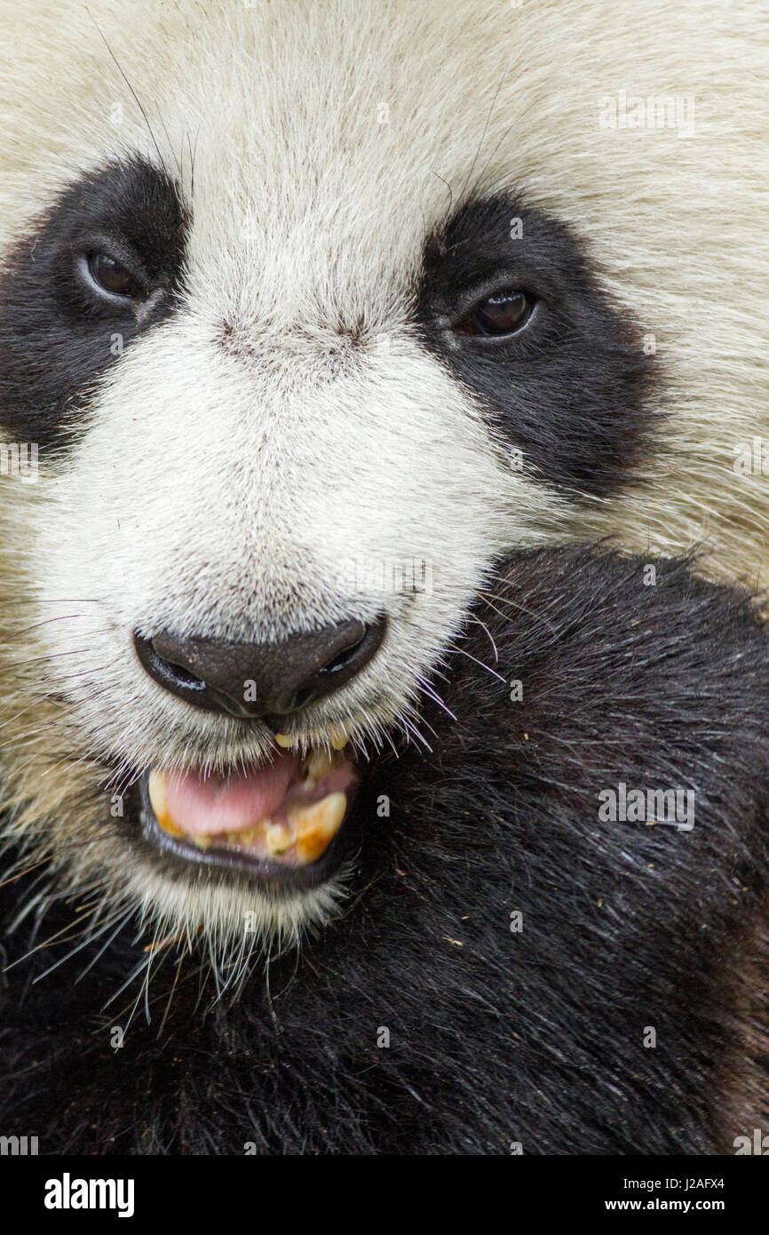 La Cina, nella provincia di Sichuan, Chengdu, gigantesco orso panda (Ailuropoda melanoleuca) alimentazione su germogli di bambù a Chengdu Research Base del Panda Gigante Allevamento Foto Stock