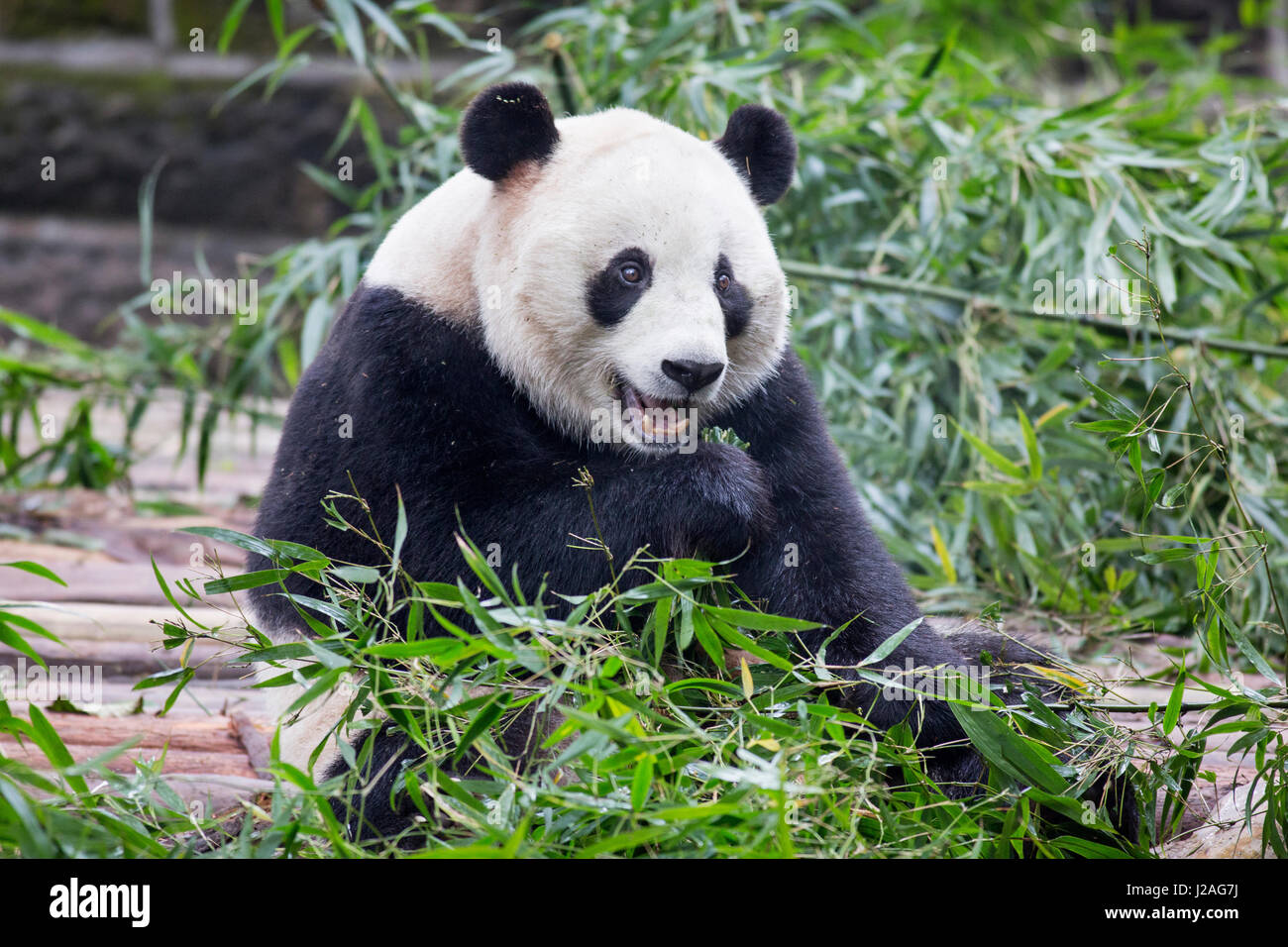 La Cina, nella provincia di Sichuan, Chengdu, gigantesco orso panda (Ailuropoda melanoleuca) mangiare germogli di bambù a Chengdu Research Base del Panda Gigante Allevamento Foto Stock