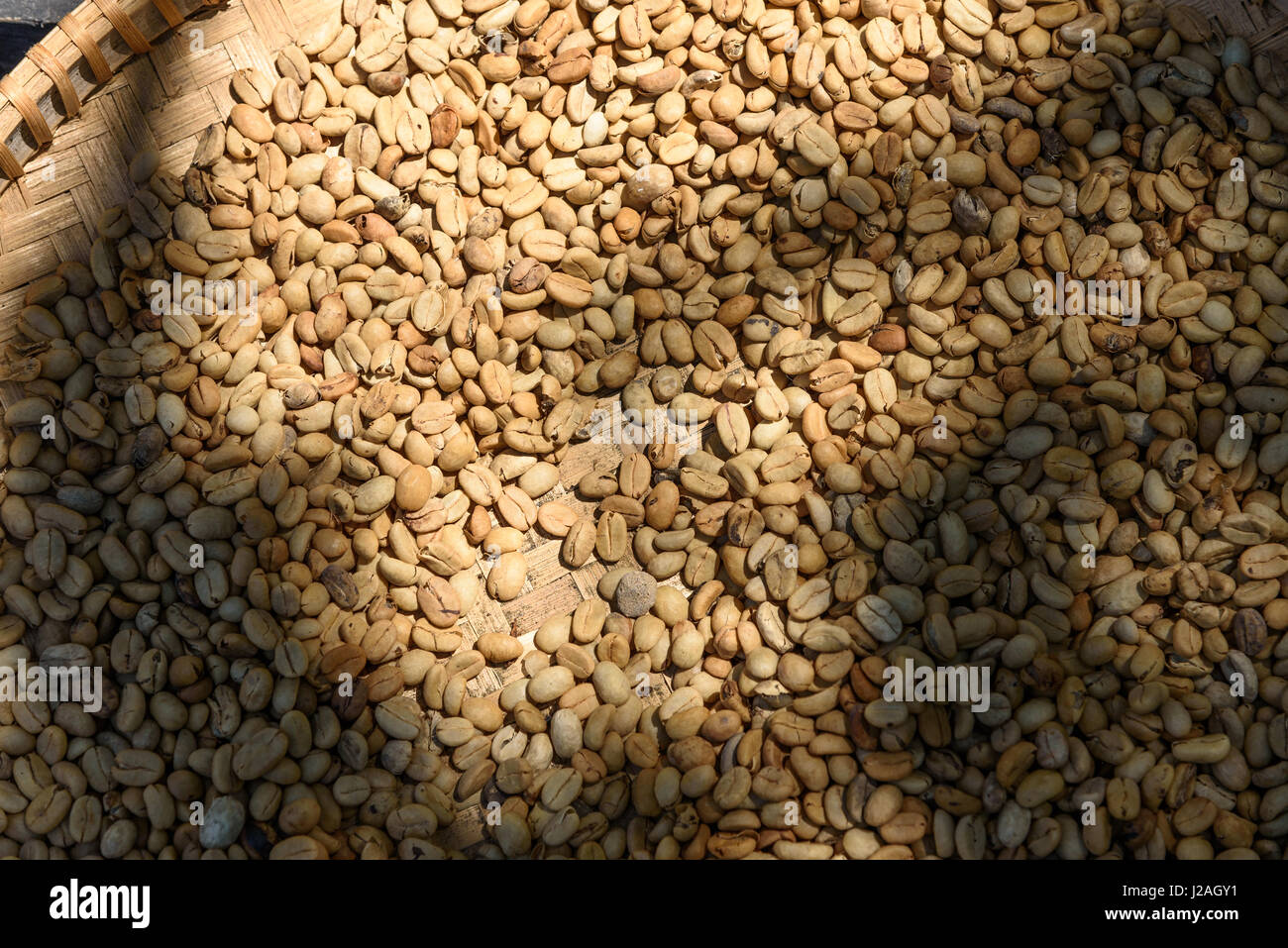 Indonesia, Java, Yogyakarta, "il gatto caffè' è creato dal Luwak aragosta mangiare i chicchi di caffè e fermentato dalla digestione di nuovo fermentato Foto Stock