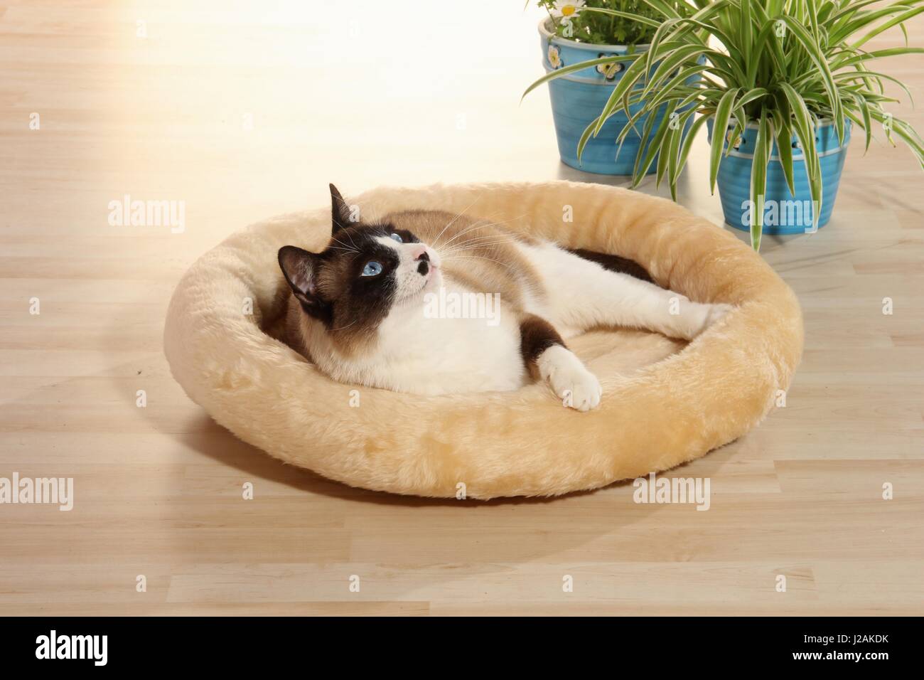 Il gatto domestico, sigillare il punto bianco, giace in un morbido cuscino gatto sul pavimento Foto Stock