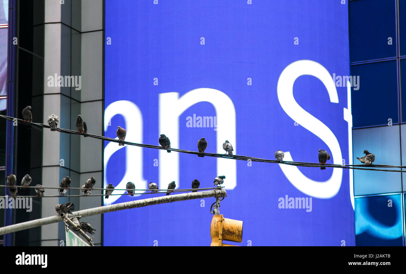 Un certo numero di piccioni sono seduti su due fili di fronte ad un grande Morgan Stanley schermo elettronico nei pressi di Times Square. Foto Stock