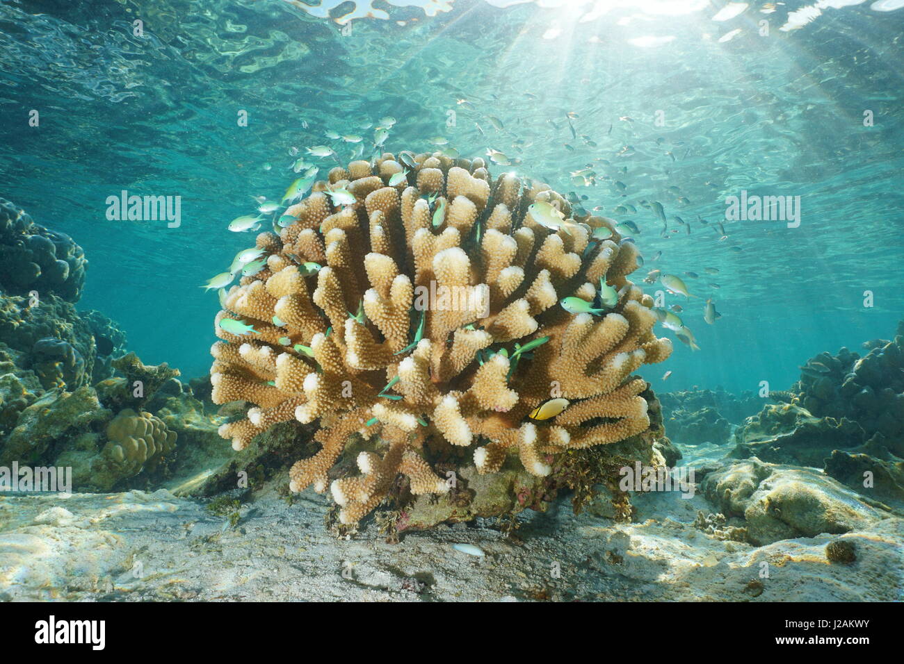 Coral Pocillopora subacquei con pesci tropicali blu-verde chromis e luce del sole naturale dalla superficie del mare, Bora Bora, oceano pacifico, Polinesia Francese Foto Stock