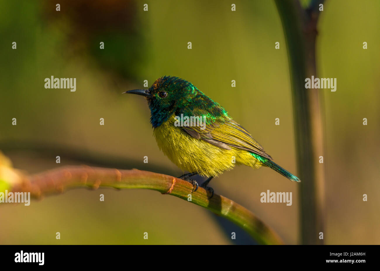 Minuscoli e colorati giallo e verde sunbird in appoggio su di un impianto dopo assaporerete alcuni dei fiori il polline - Parco Nazionale Kruger - bird watching Foto Stock