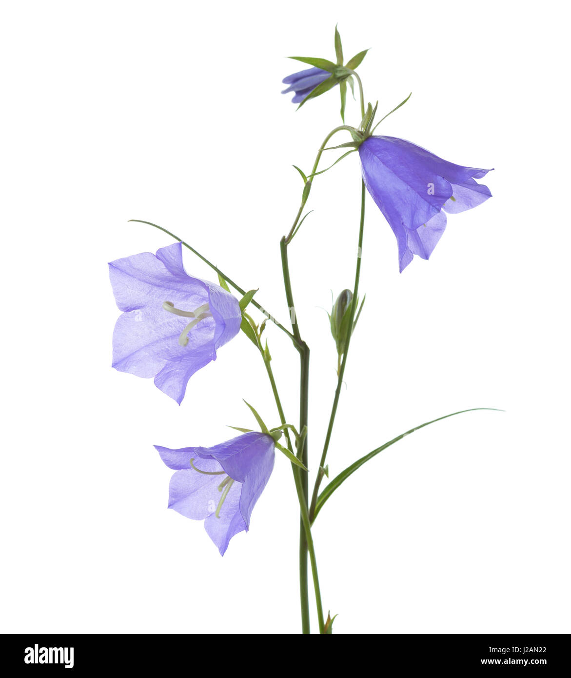 Campanule isolato su bianco. Campanula rotundifolia Foto Stock
