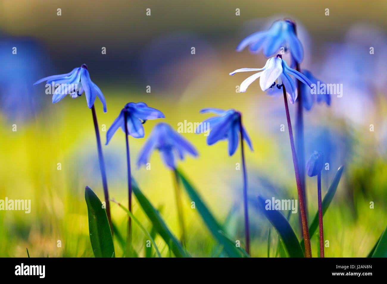 Fiori blu sotto il sole di primavera Foto Stock