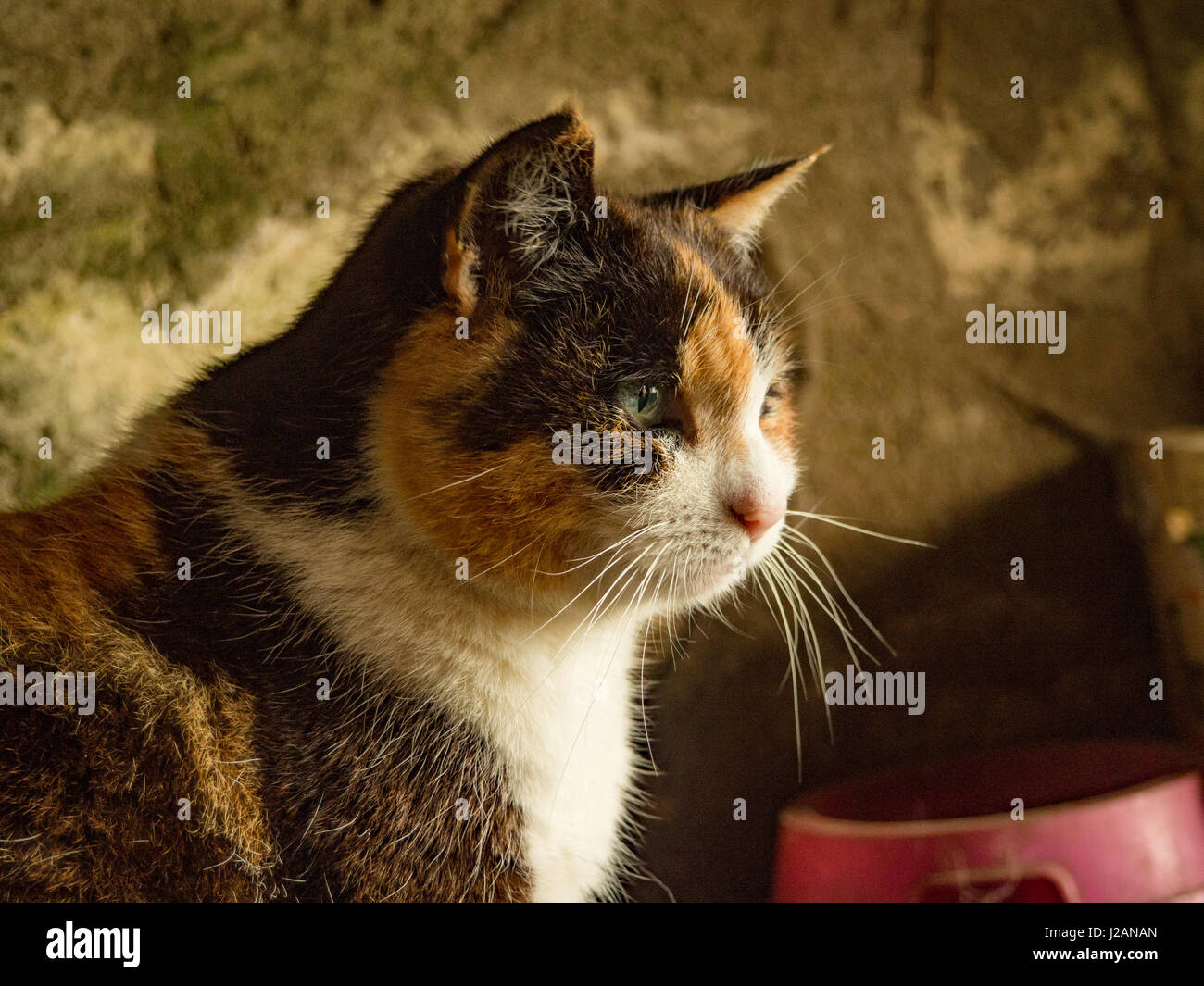Il calicò fienile gatto sulla fattoria irlandese Foto Stock
