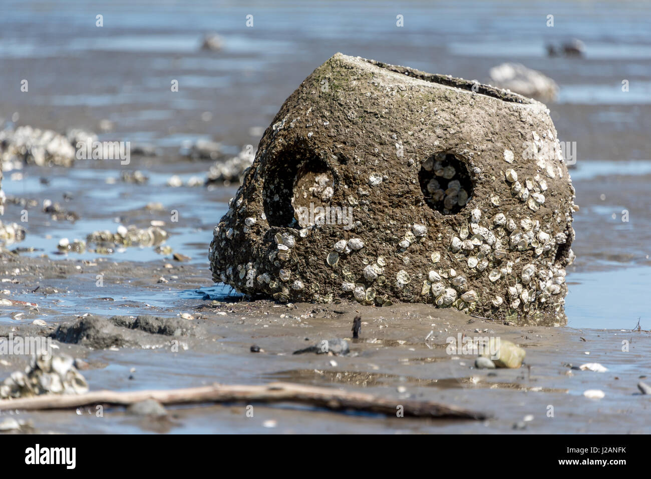 Un oyster reef sfera esposti a bassa marea nella Baia di San Francisco estuary al punto Pinole litorale regionale supporta native Olympia ostriche Foto Stock