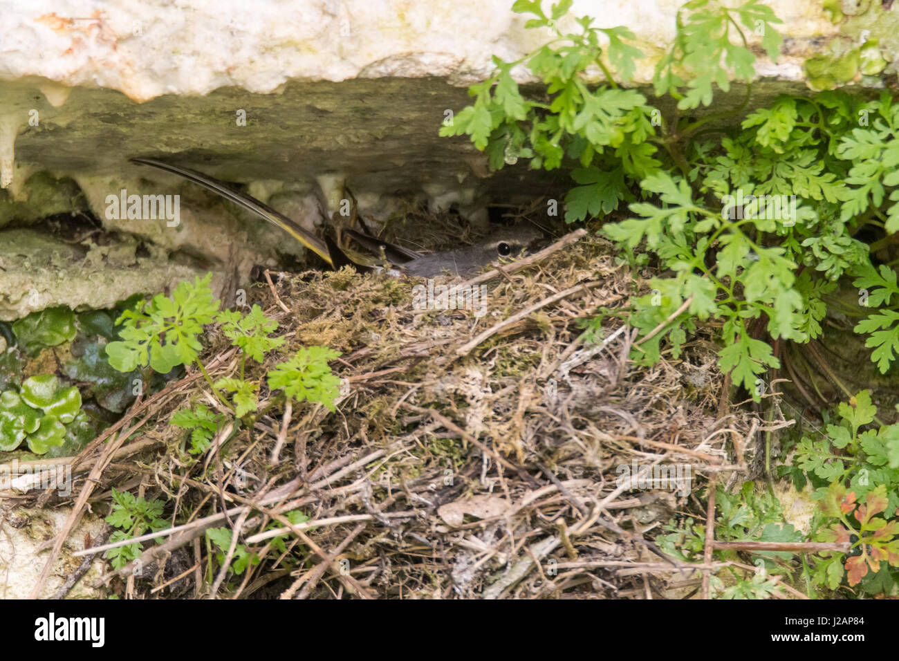 Wagtail grigio (Motacilla cinerea) seduto sul nido. Uccello colorato nella famiglia Motacillidae, incubando appena schiuse pulcino su nido di bastoni Foto Stock