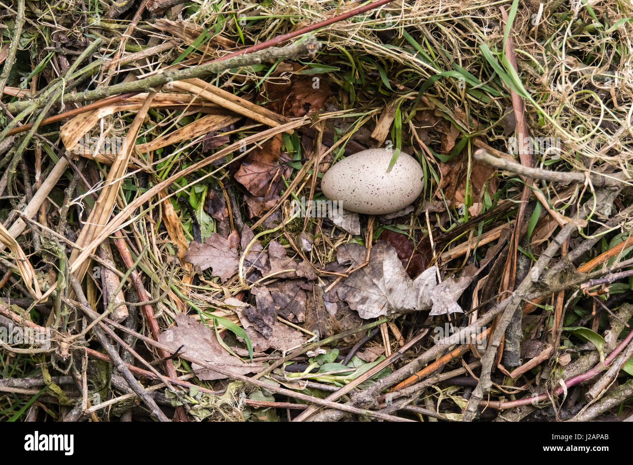 La folaga (fulica atra) uova nel nido. Unico screziato uovo nel nido fatto di bastoni rivestiti con erba e foglie di uccello della famiglia Rallidae Foto Stock