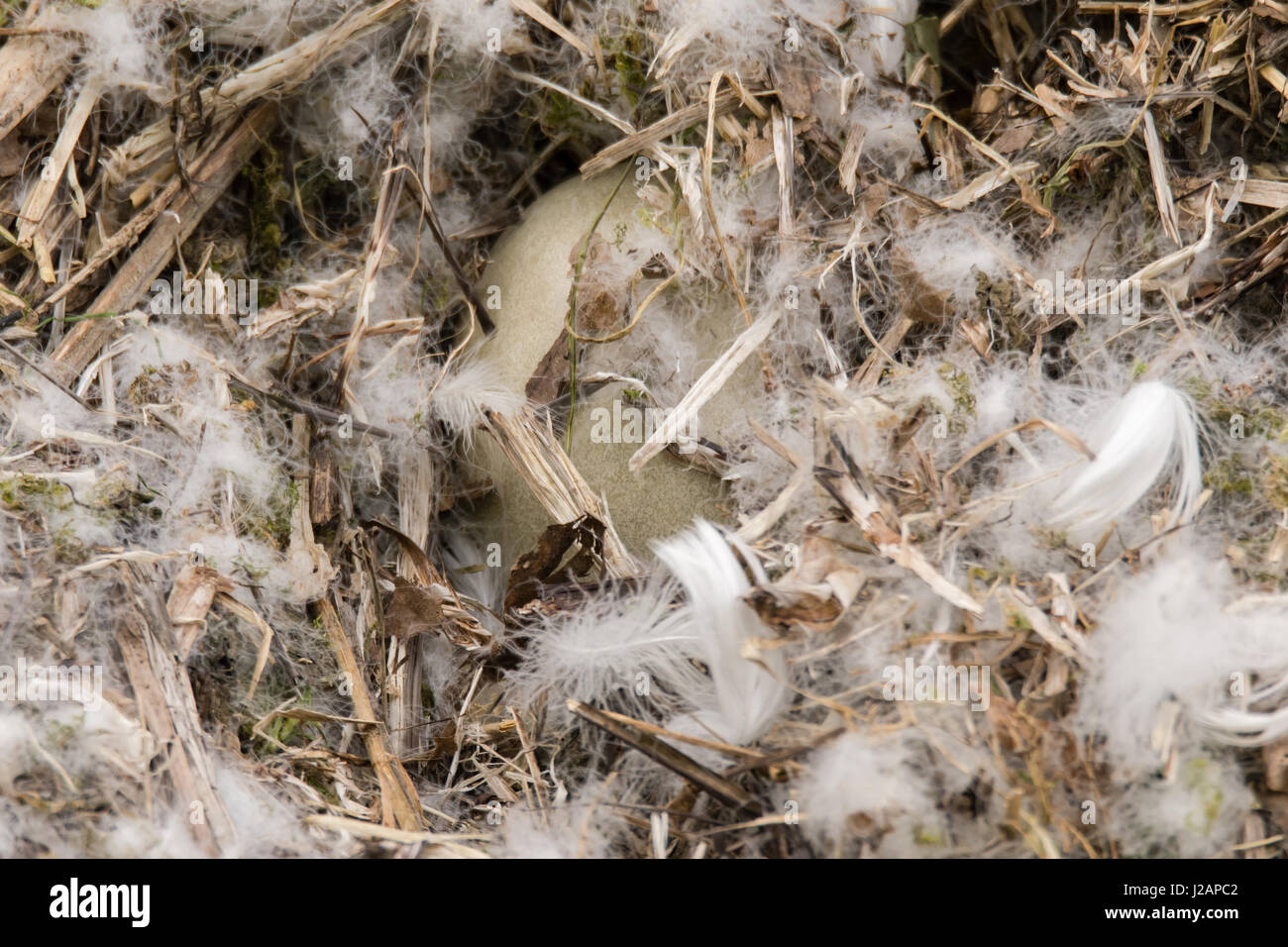 Cigno (Cygnus olor) uova nel nido. Un uovo grande di nove nascosti da piume mentre uccelli genitore sono assenti dalla incubazione Foto Stock