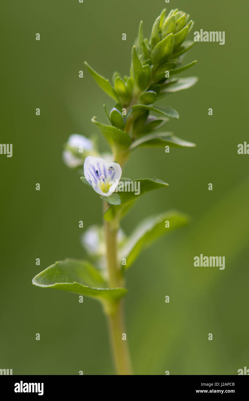 Il timo-lasciava Speedwell (Veronica serpyllifolia) in fiore. Bassa crescita pianta strisciante con strisce blu su bianco petali in famiglia Plantaginaceae Foto Stock