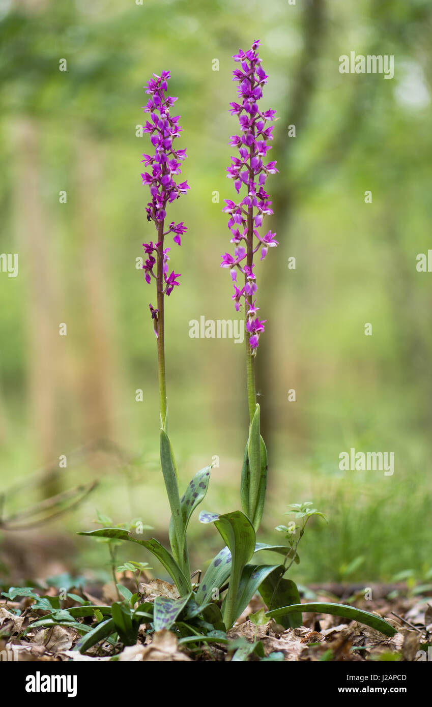 Inizio orchidea viola (Orchis mascula) piante nel bosco. Due viola i picchi di fiori di orchidee in un bosco britannico Foto Stock