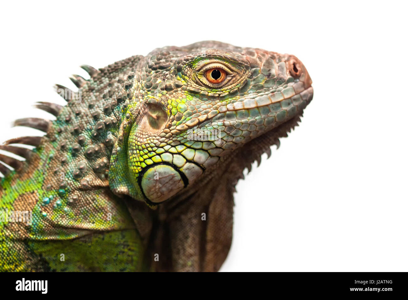 Close-up verticale di un maschio verde (iguana Iguana iguana) isolato su bianco. Foto Stock