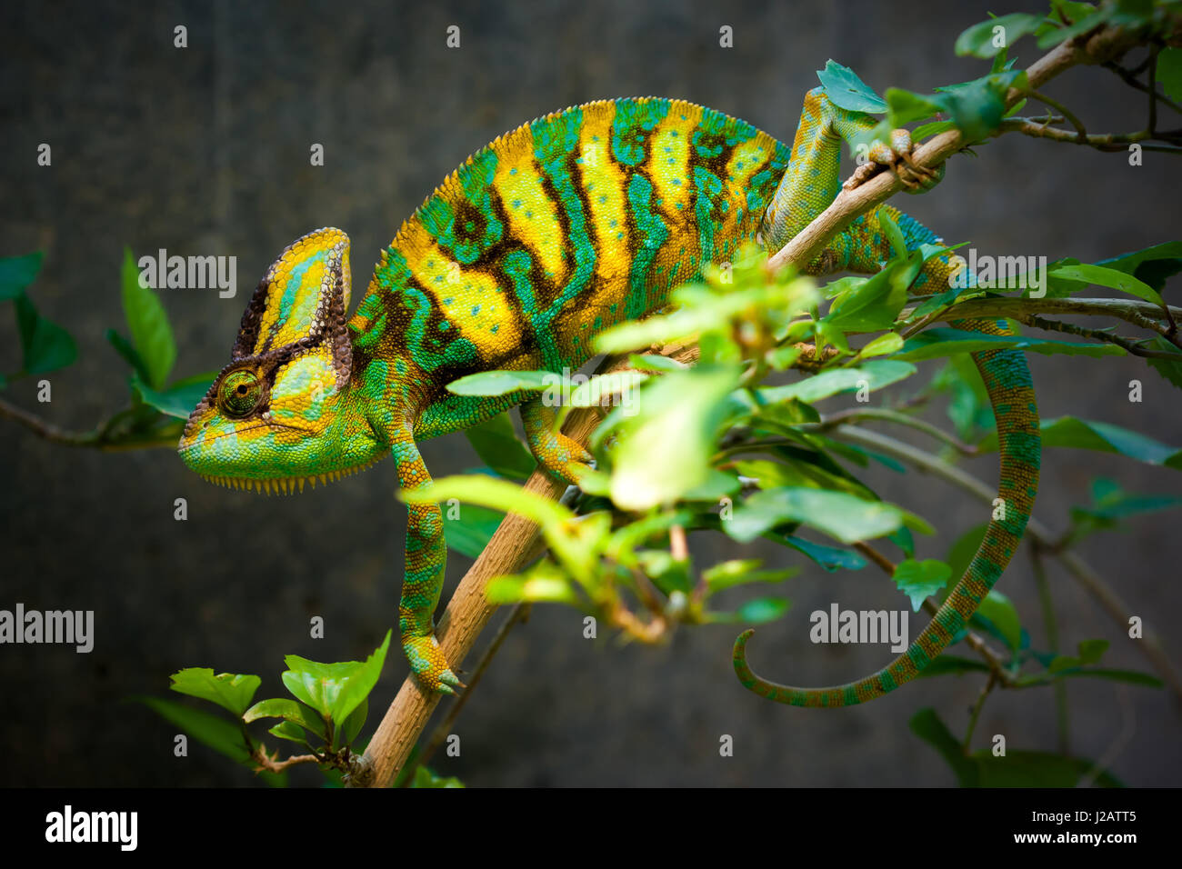 Il camaleonte velato (Chamaeleo calyptratus, chiamato anche Yemen chameleon) è una specie di grandi dimensioni di chameleon trovati in regioni di montagna dello Yemen, Foto Stock