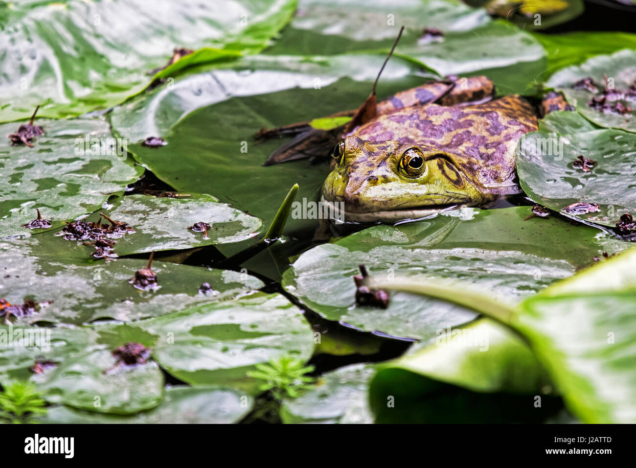 American Bullfrog (Rana catesbeiana) è una specie invasive di rana introdotto in Cina nel 1959. Chengdu Cina Foto Stock