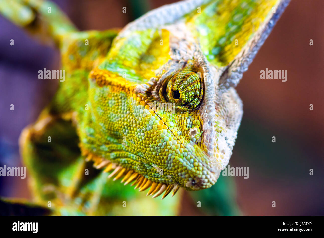 Vista ravvicinata di una velata Chameleon (Chamaeleo calyptratus). Foto Stock