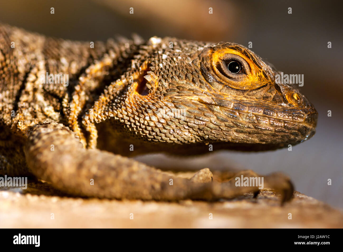 Close-up ritratto di Merrem il Madagascar swift (Oplurus cyclurus). Foto Stock