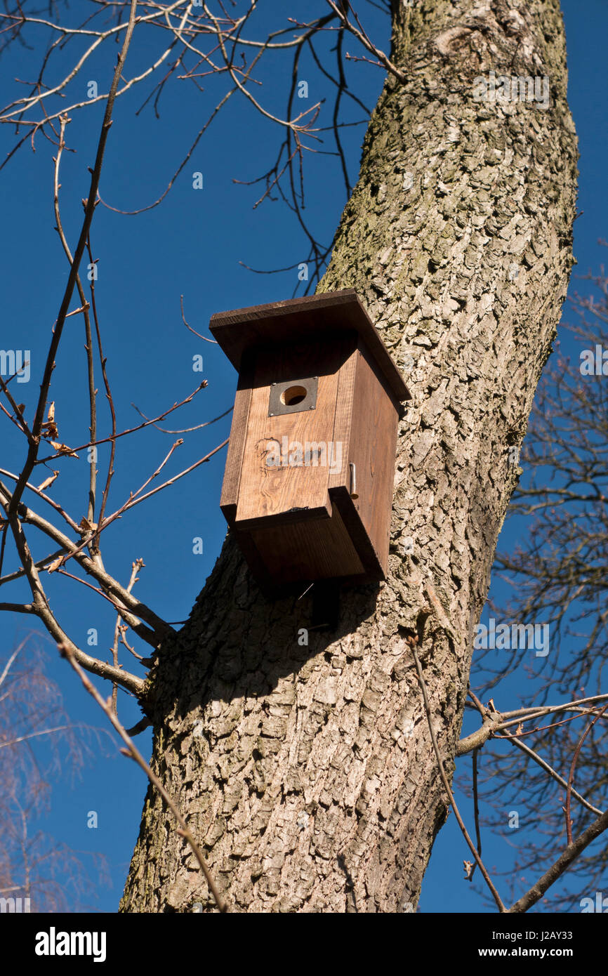 Casella di uccelli o nidificazione casella su un albero, man-made per la stagione della riproduzione Foto Stock