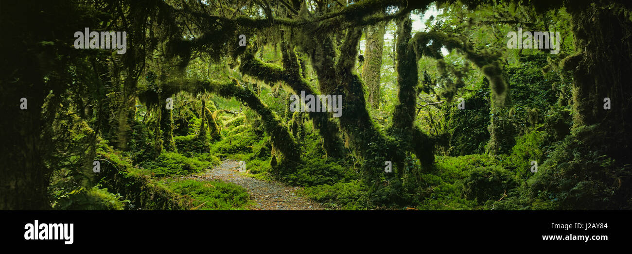 Vista panoramica di muschio alberi coperti di boschi, bosco incantato, Queulat National Park, Patagonia Foto Stock