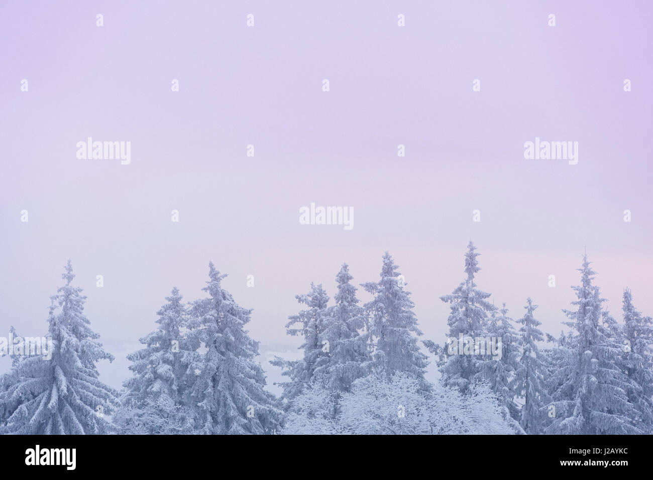Vista panoramica della coperta di neve alberi contro il cielo chiaro Foto Stock