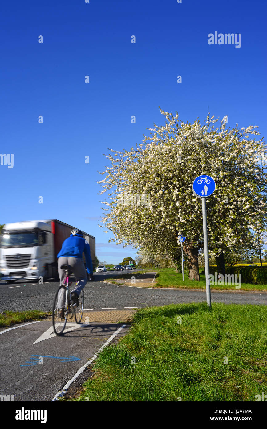 Ciclista utilizzando determinate pista ciclabile a lato della A64 a doppia carreggiata da fiore di ciliegio tress in primavera york Yorkshire Regno Unito Foto Stock