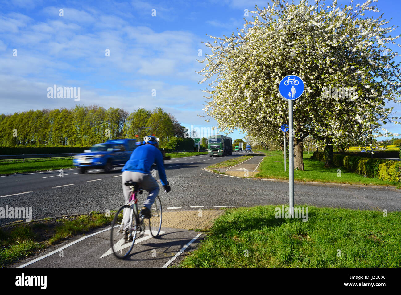 Ciclista utilizzando determinate pista ciclabile a lato della A64 a doppia carreggiata da fiore di ciliegio tress in primavera york Yorkshire Regno Unito Foto Stock