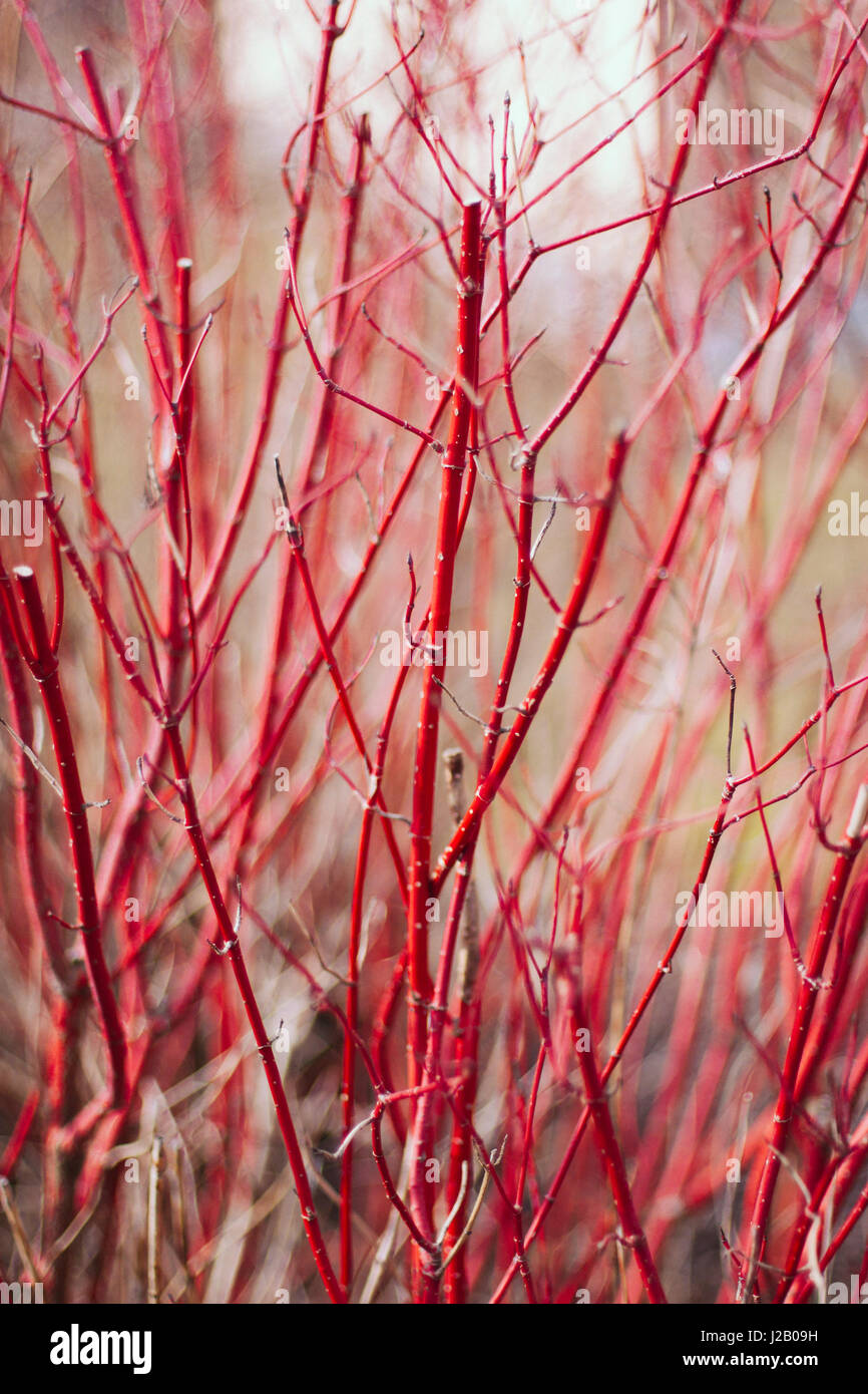 Full frame shot di piante con steli rosso Foto Stock