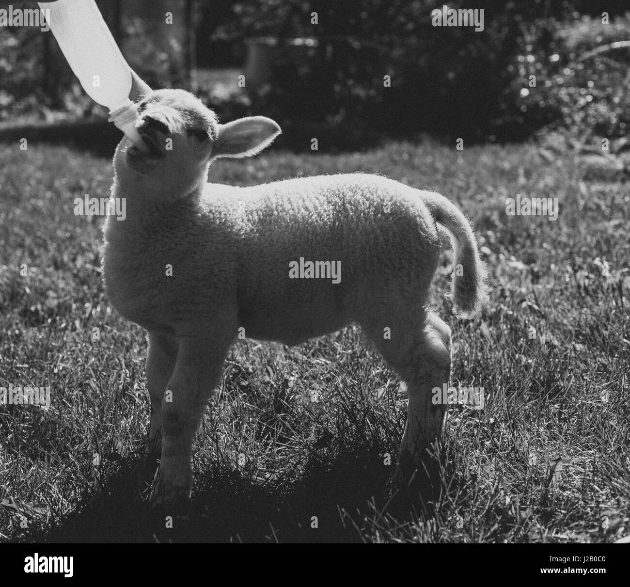 Agnello di latte da bere da una bottiglia di erba Foto Stock