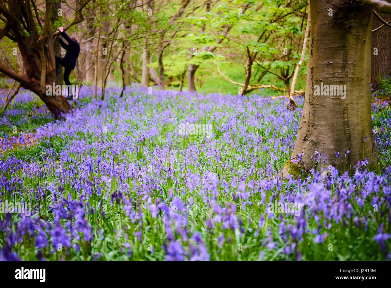Una ragazza si arrampica su un albero in un emisfero settentrionale di bosco di latifoglie in primavera con un tappeto di bluebells. Foto Stock