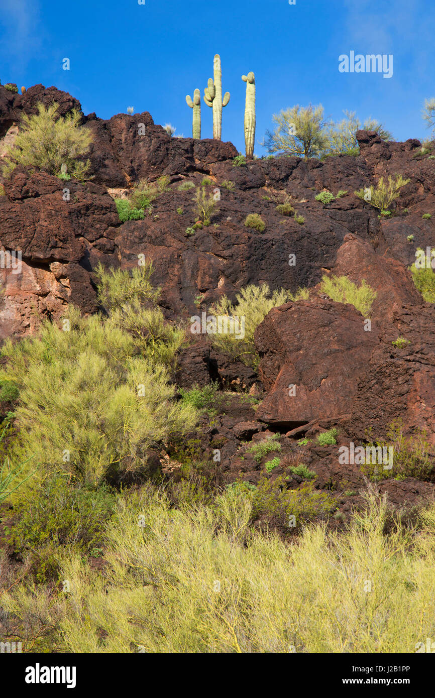 Saguaro su Eagle Eye picco, Maricopa County, Arizona Foto Stock