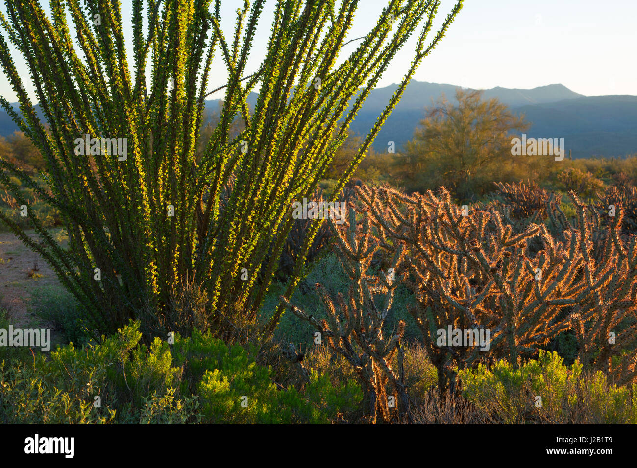 Ocotillo lungo Pemberton Trail, McDowell montagna parco regionale, Maricopa County, Arizona Foto Stock