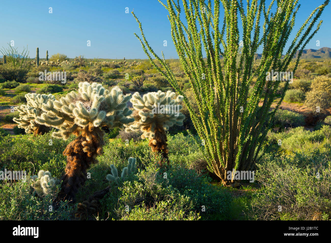 Ocotillo con cholla cactus lungo Pemberton Trail, McDowell montagna parco regionale, Maricopa County, Arizona Foto Stock