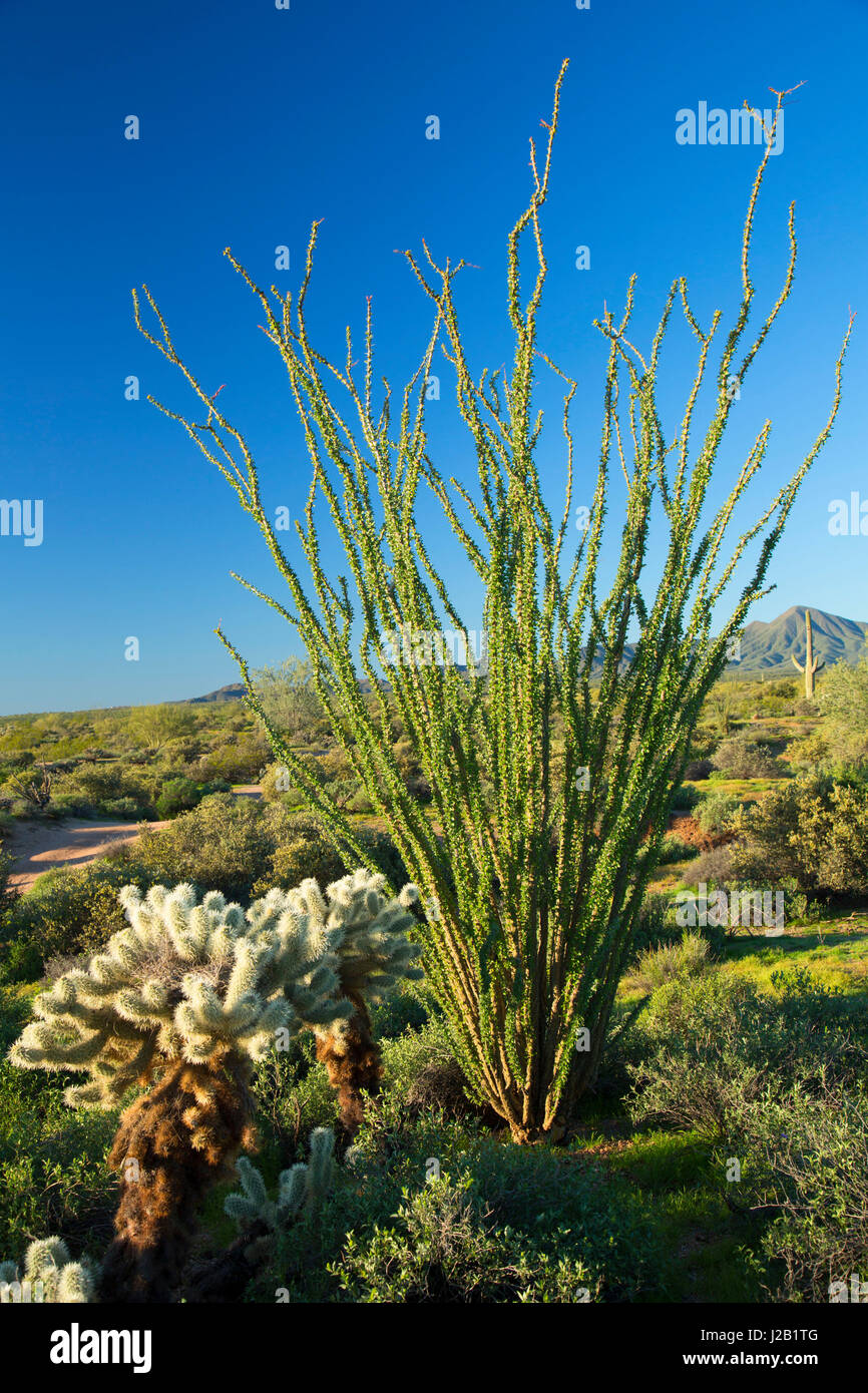 Ocotillo con cholla cactus lungo Pemberton Trail, McDowell montagna parco regionale, Maricopa County, Arizona Foto Stock