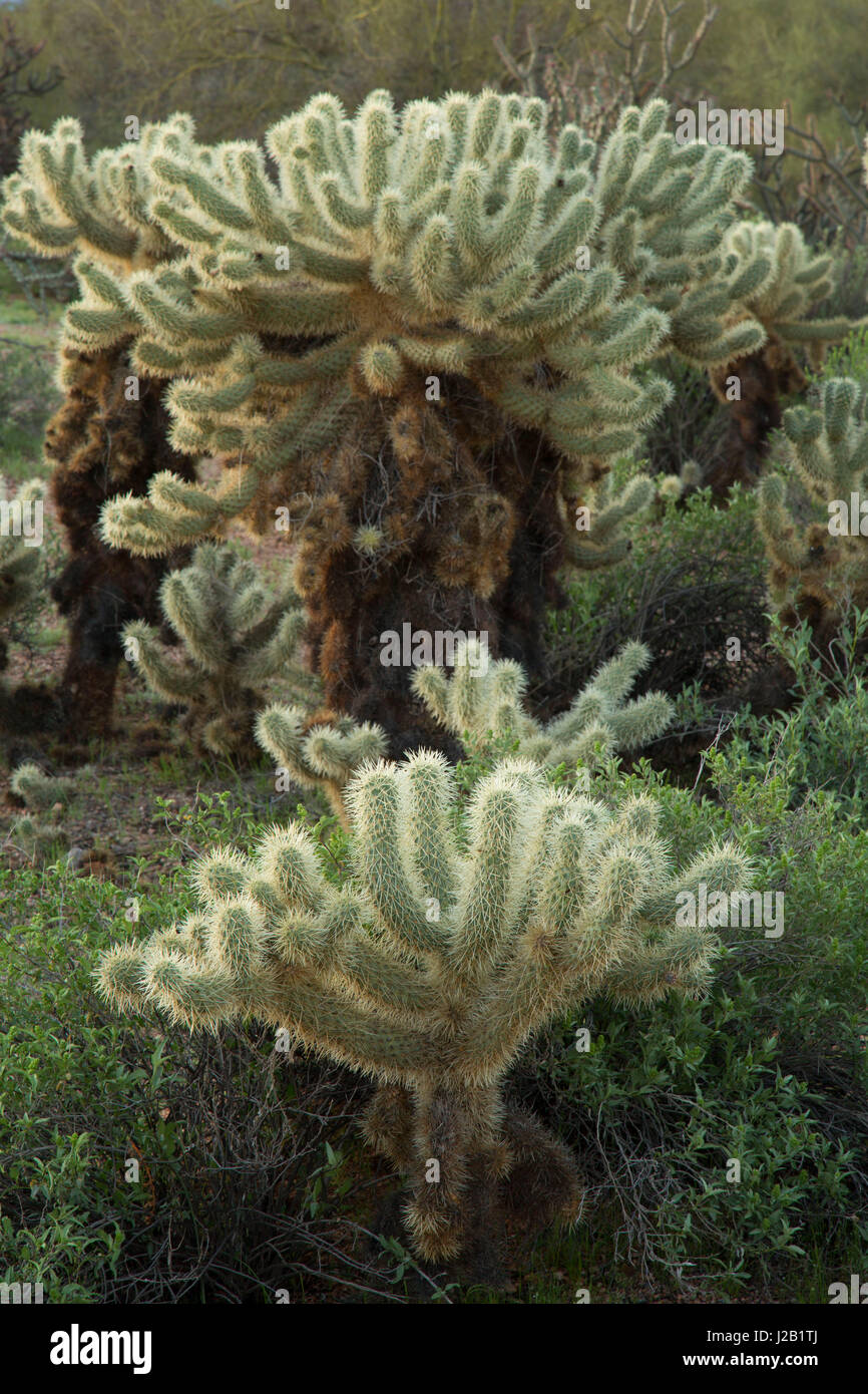 Cholla cactus lungo Pemberton Trail, McDowell montagna parco regionale, Maricopa County, Arizona Foto Stock