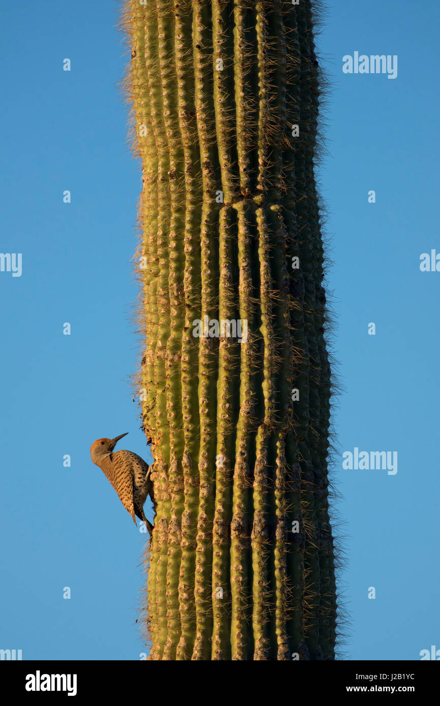 Northern sfarfallio su saguaro, McDowell montagna parco regionale, Maricopa County, Arizona Foto Stock